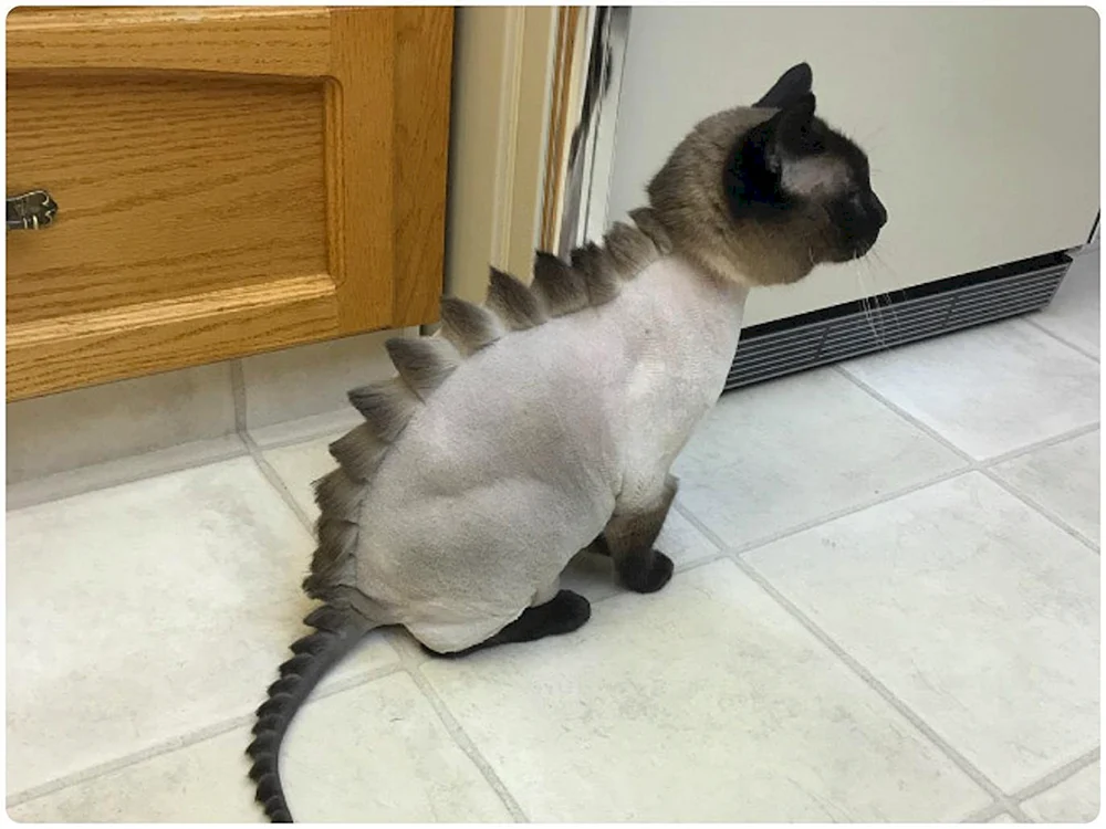 Fade Halbschachtel Andercat