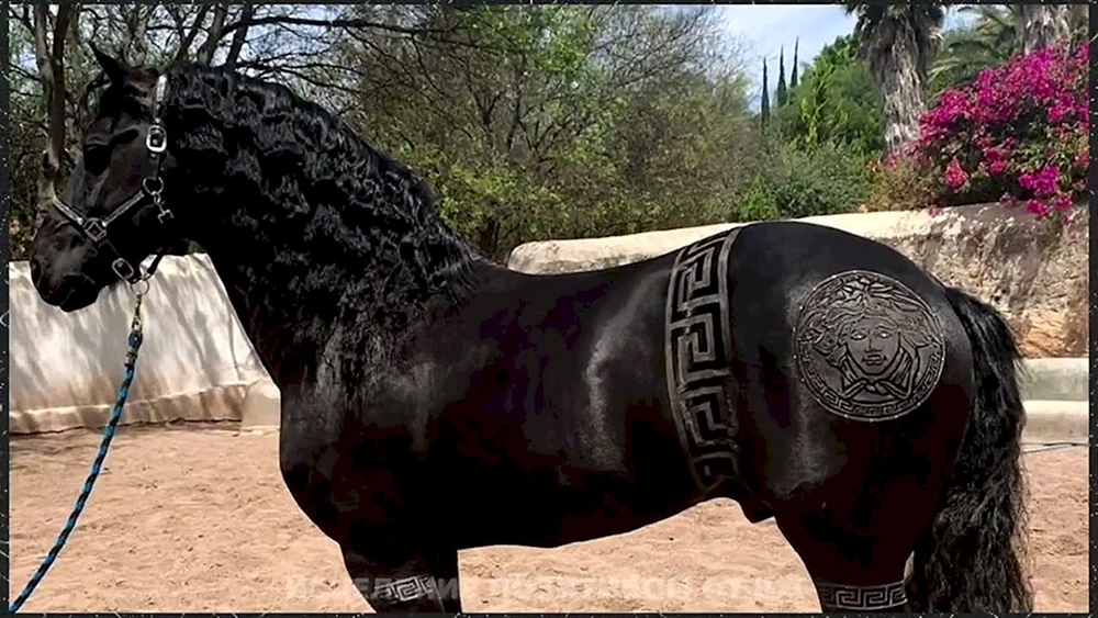 Weißes Pferd