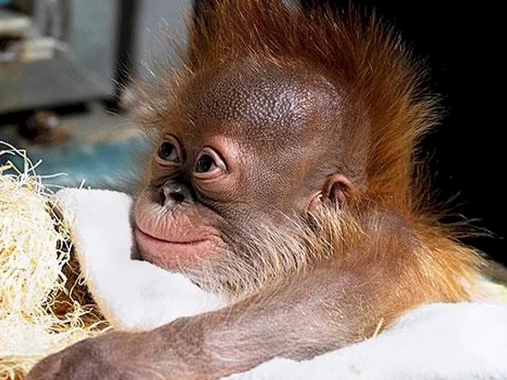 Orang-Utan-Affe