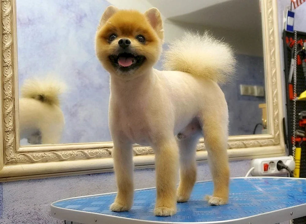 Pomeranian Spitz Alopezie