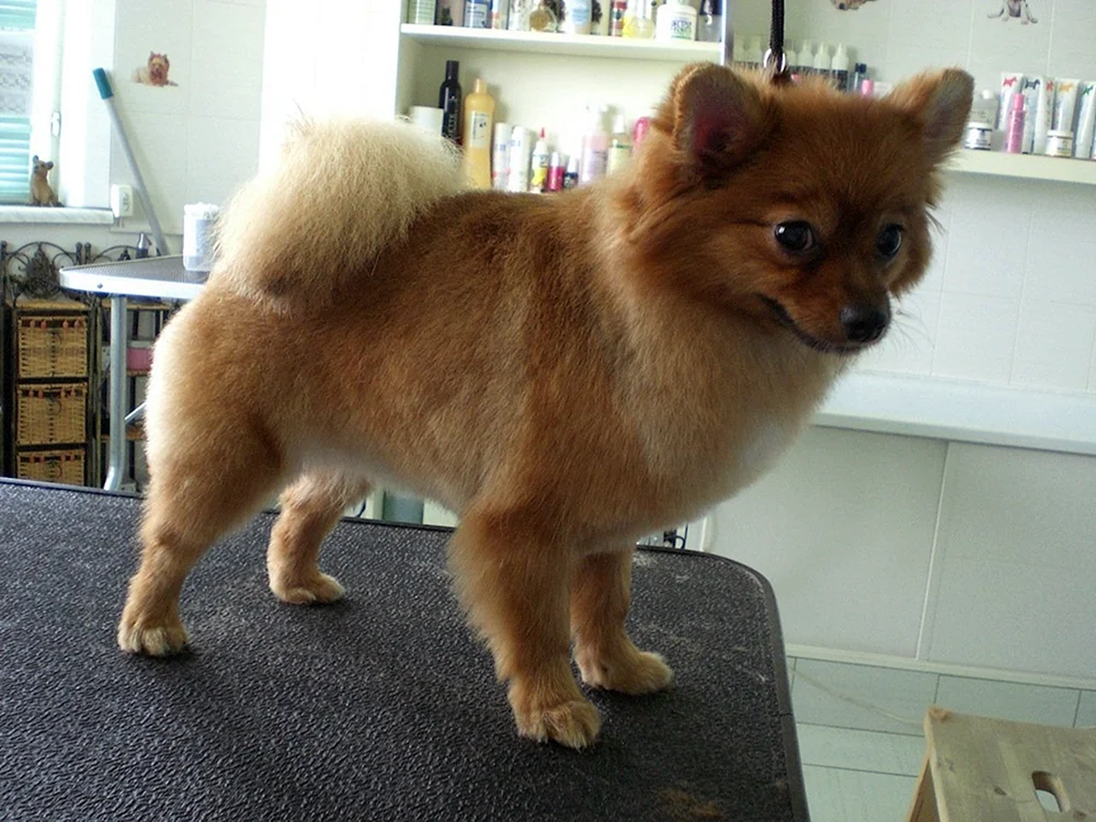 Tibetischer Spitz