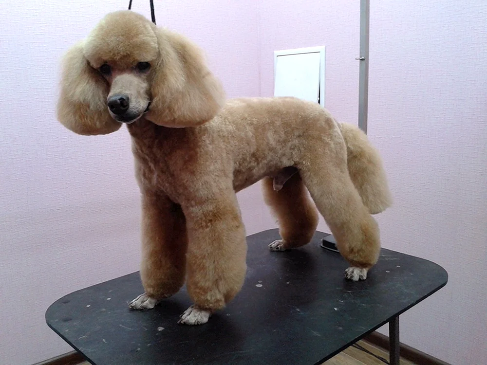 Königspudelhaarschnitt Kennel