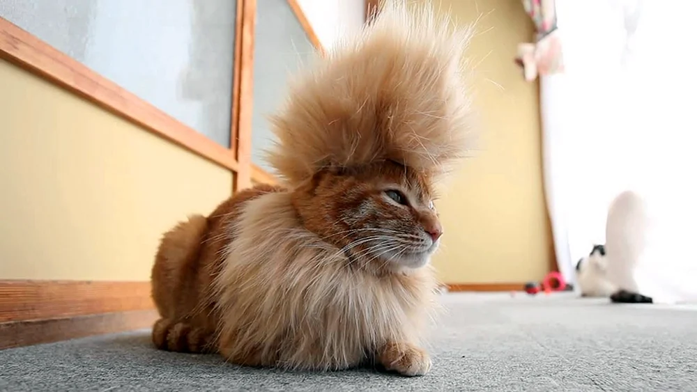 Katze mit Perücke