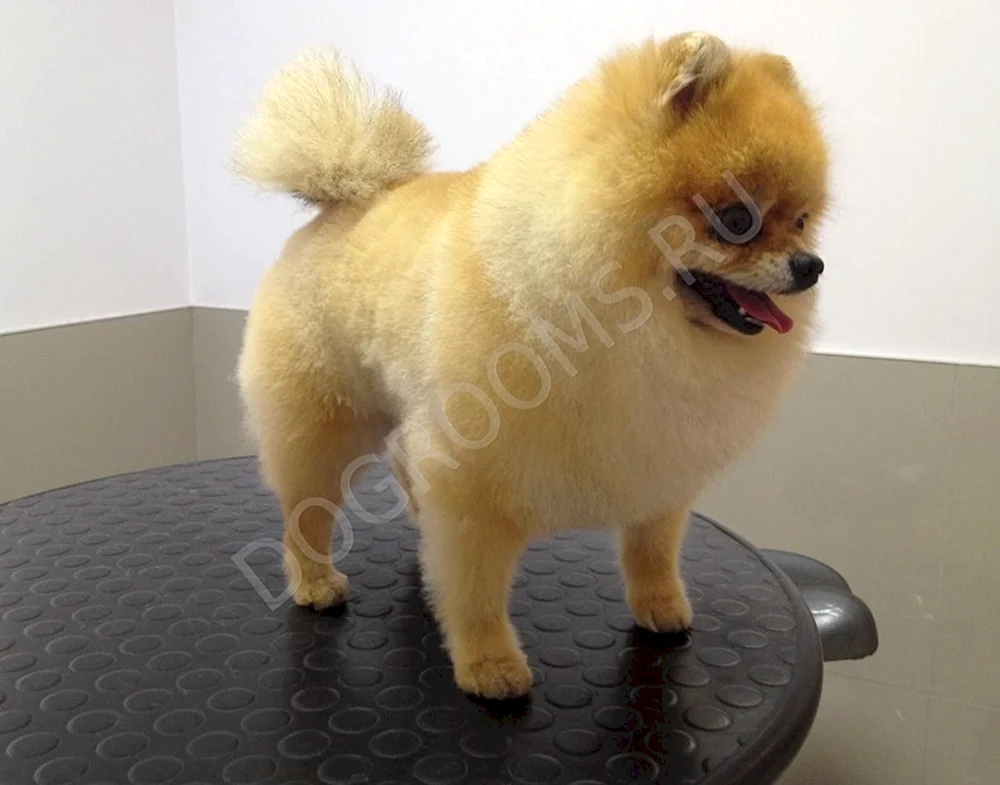 Pomeranian Spitz schwarzer Haarschnitt