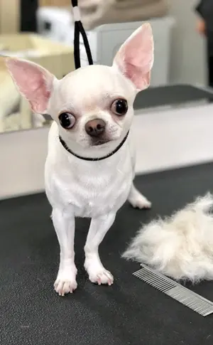 Chihuahua glatthaarig