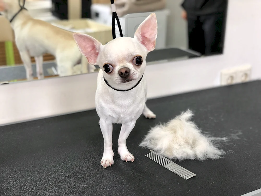 Chihuahua glatthaarig