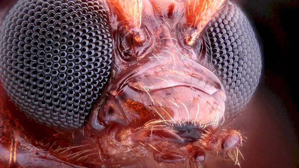 Aufbau des Facettenauges eines Insekts