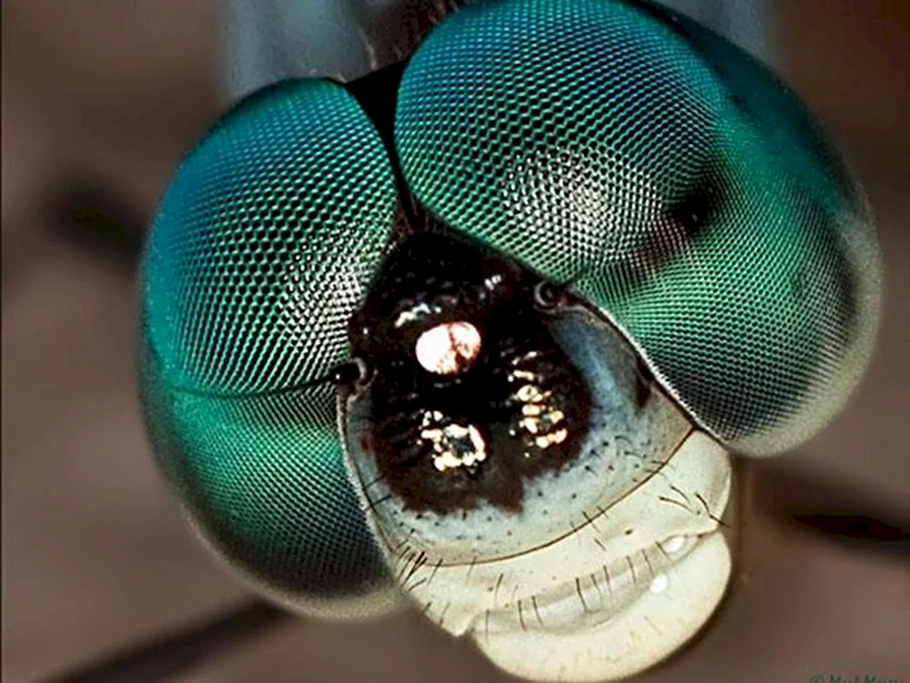 Der Aufbau des Facettenauges eines Insekts