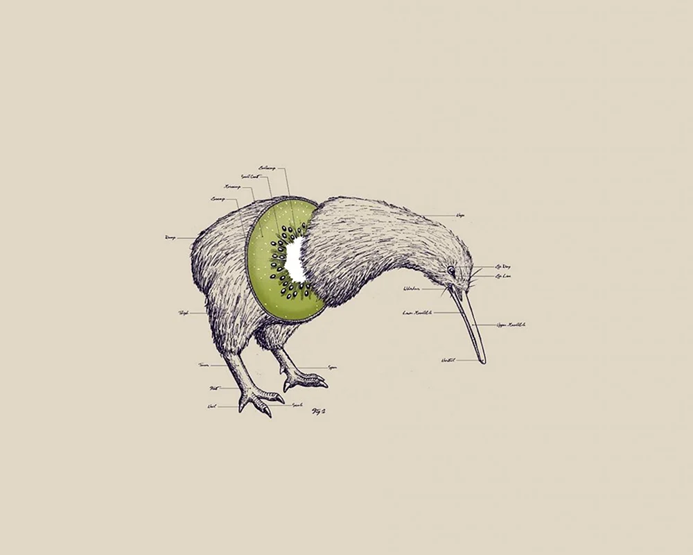 Kiwi-Vogel