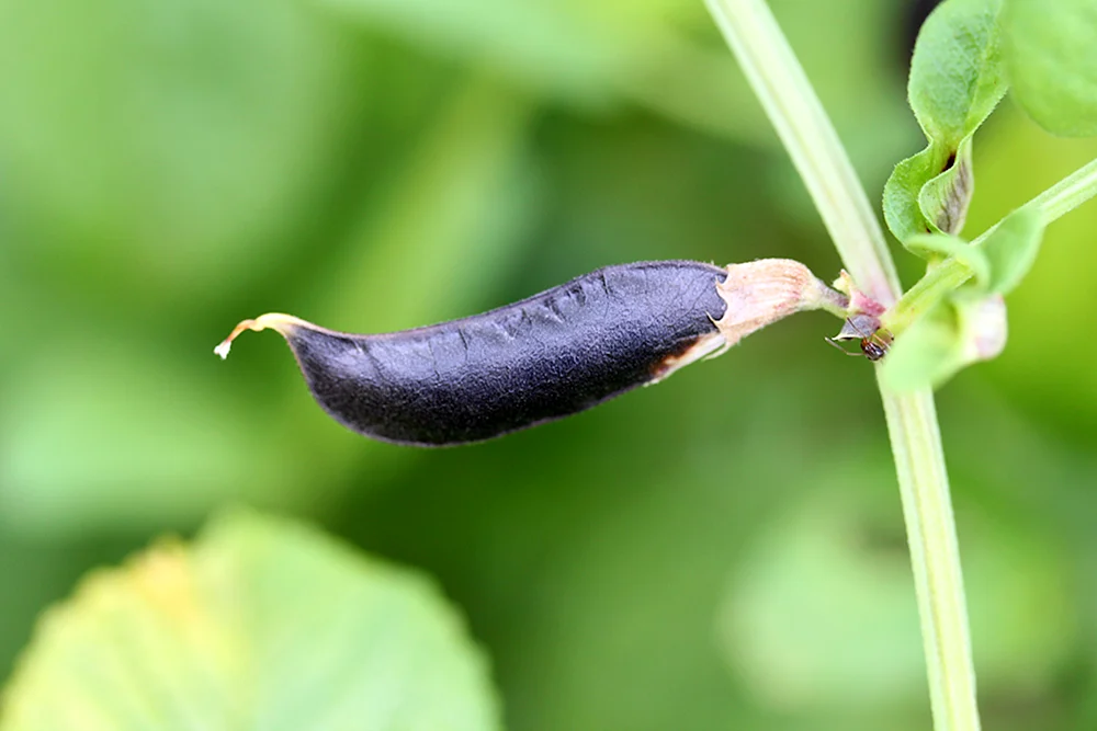 Forage Beans