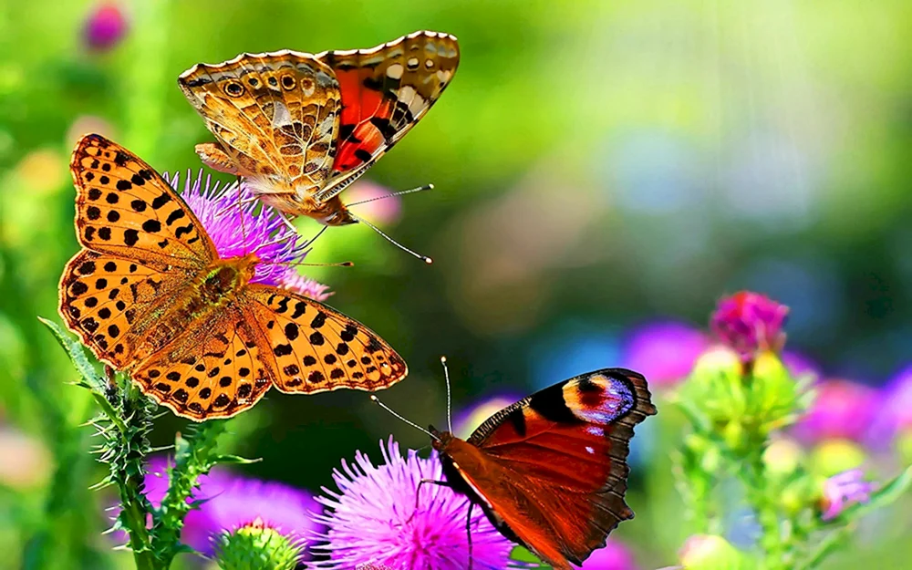 Orange Blumen