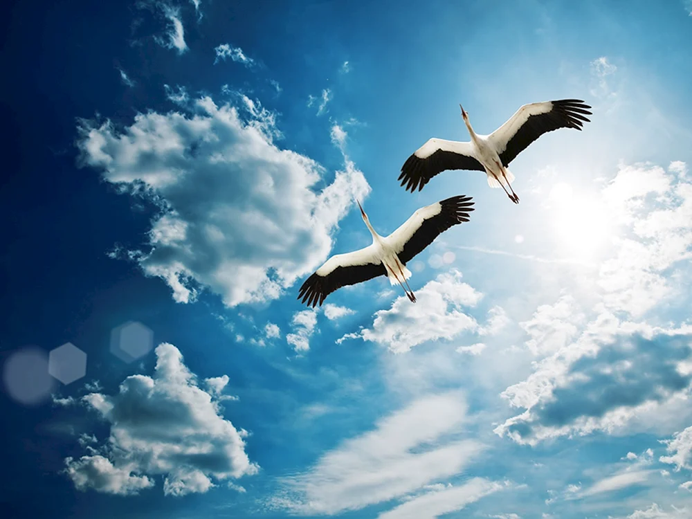 Vogel fliegend
