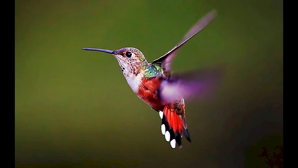 Purpurkronenkolibri