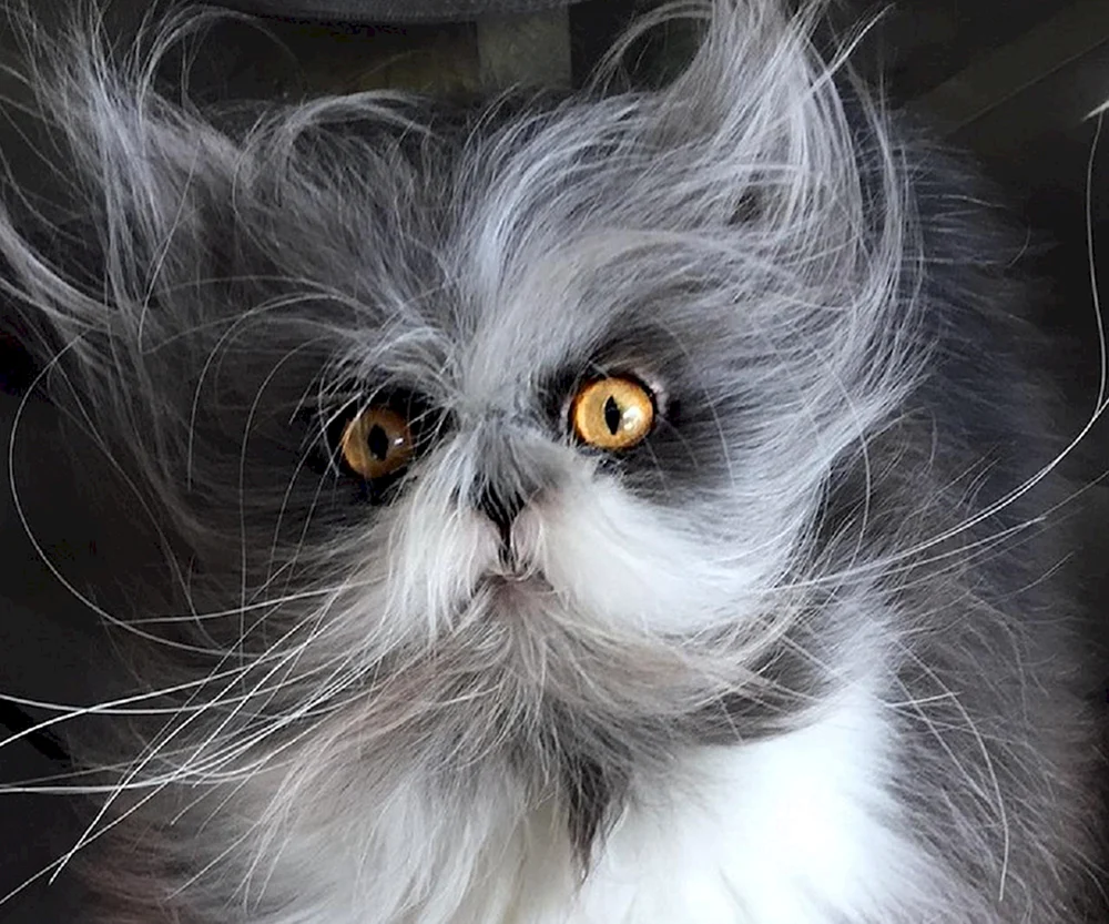 Crazy Cat