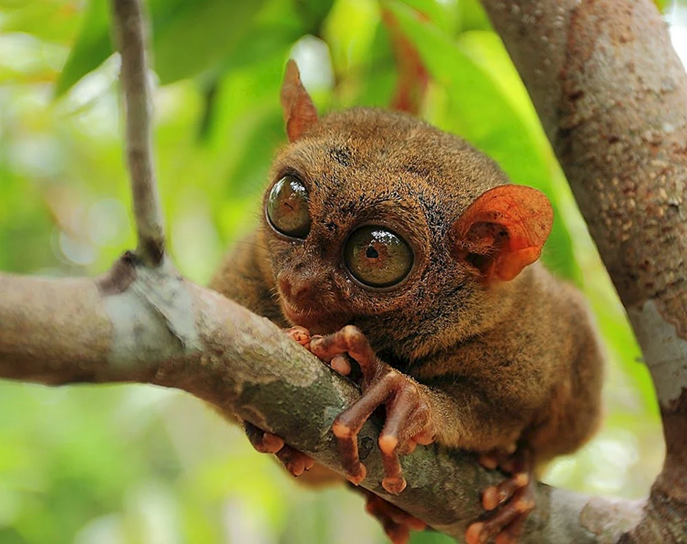 Tamarin Albino