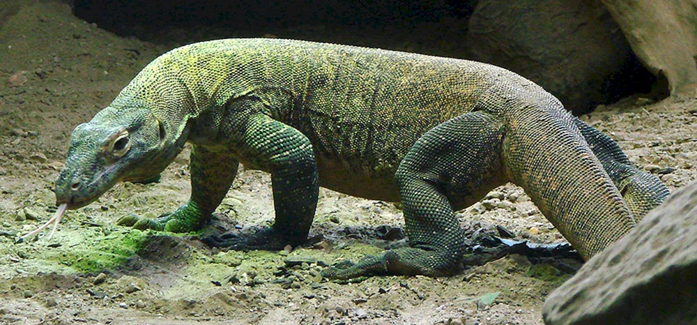 Komodo Varan