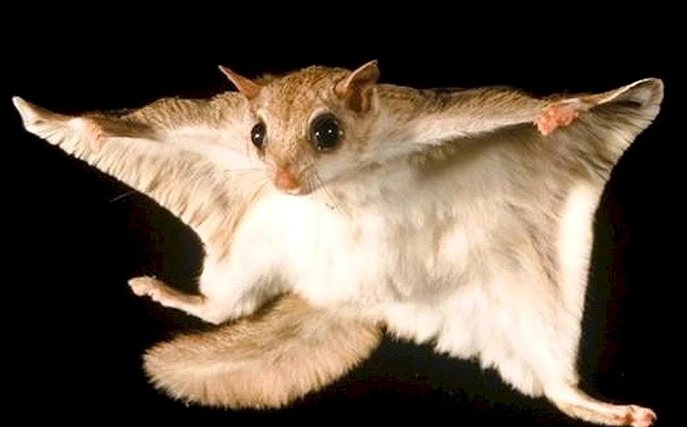 Das gemeine Flughörnchen