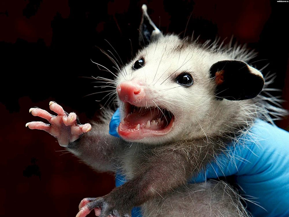 Rattenopossum