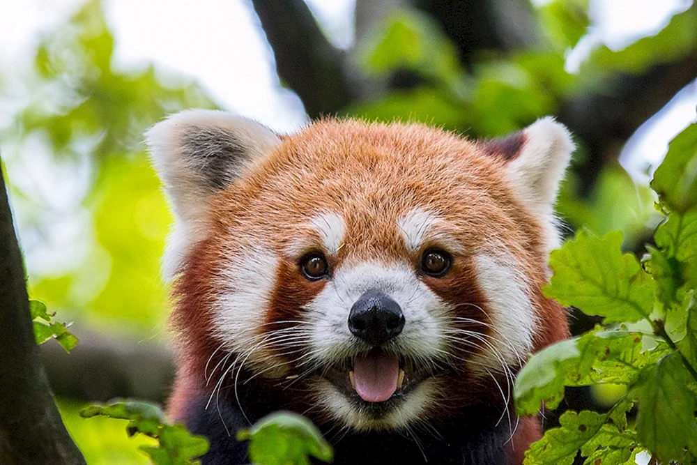 Roter Panda