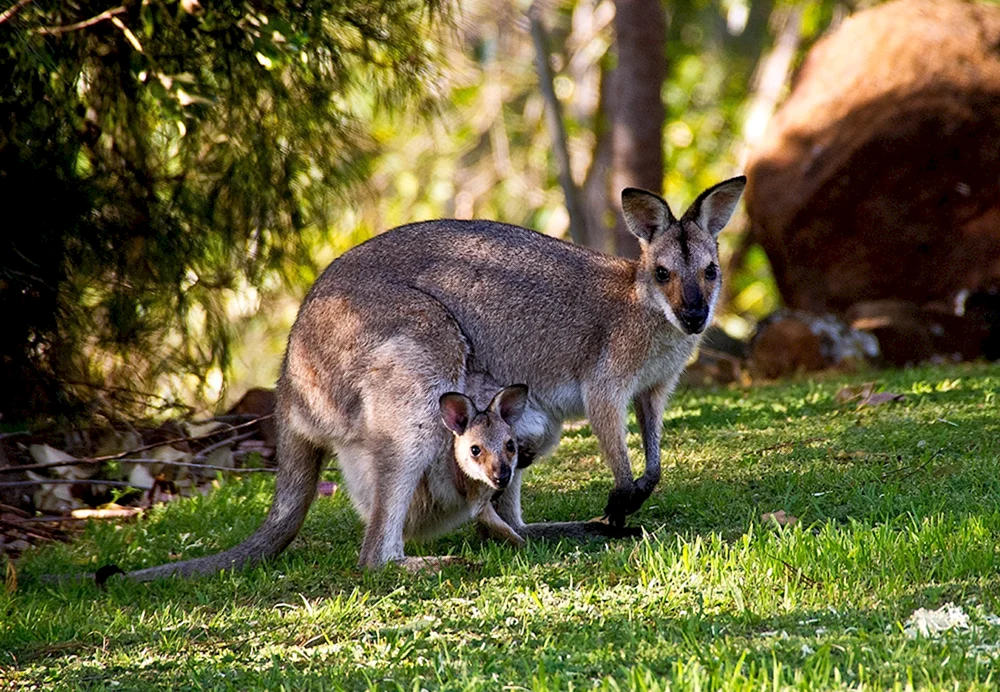 Die prächtigen Säugetiere Australiens
