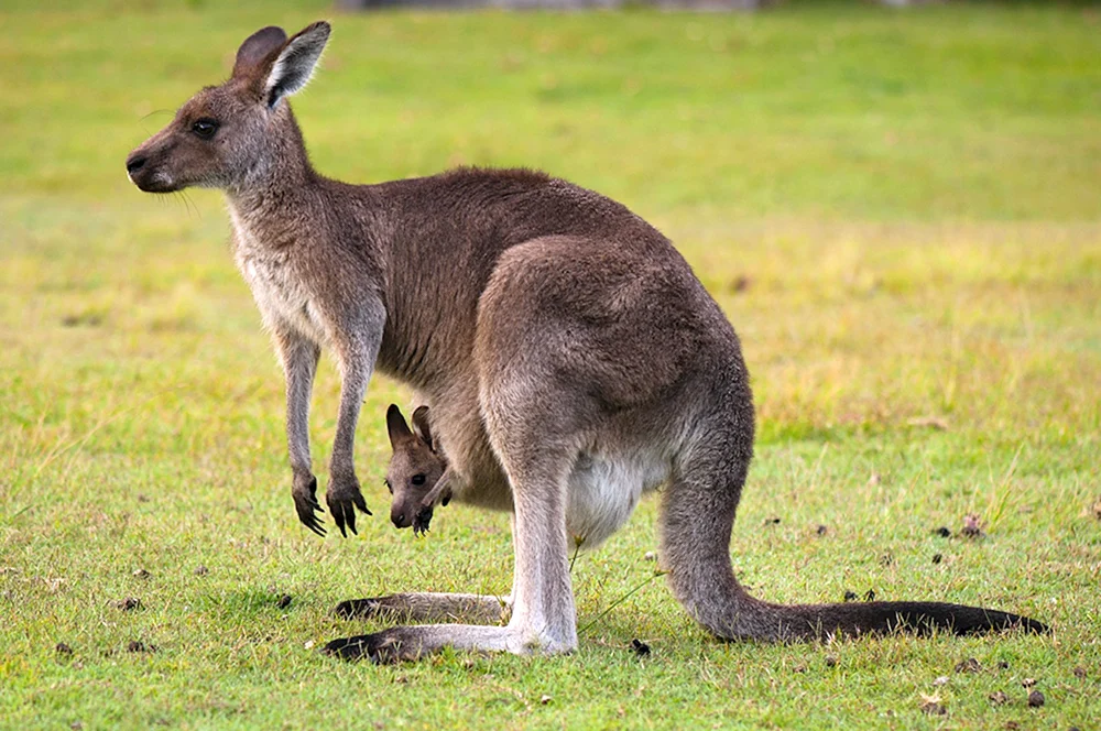 Beuteltiere Australien Känguru