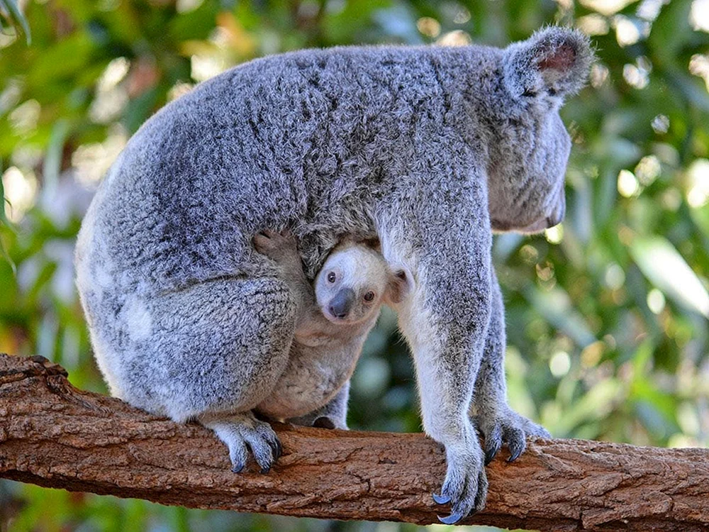 Die prächtigen Tiere des Koalas