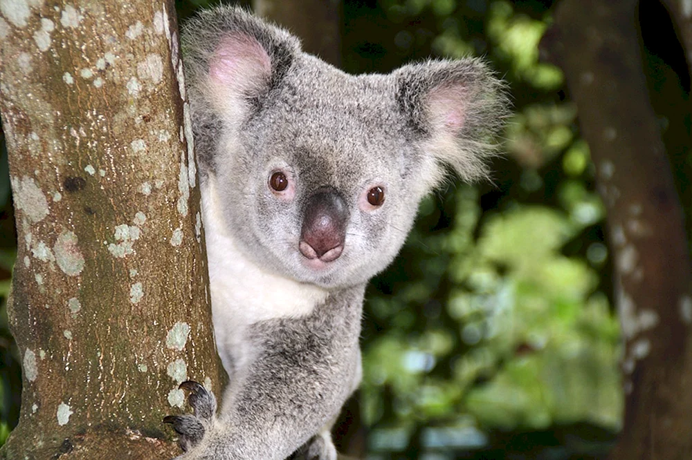 Koala Beuteltier