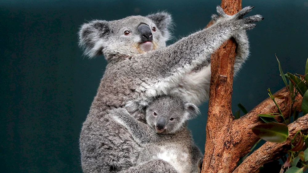 Koala Beuteltiere