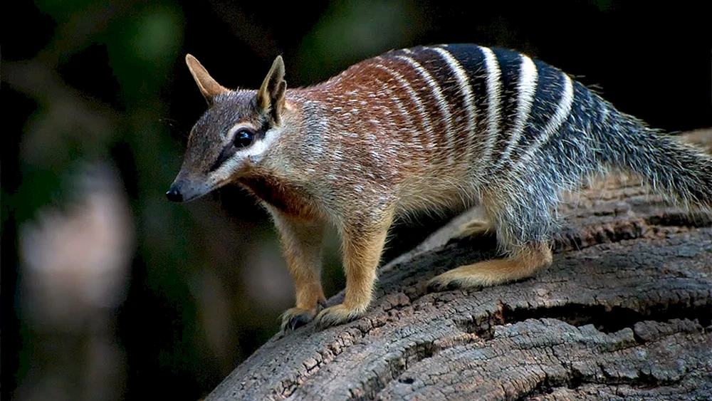 Australien Beutelteufel