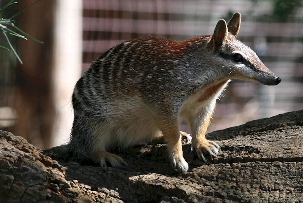 Beuteltier-Ameisenbär Australien