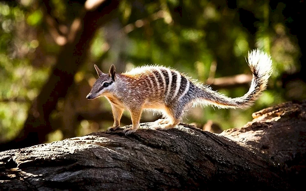 Beuteltier Nambat