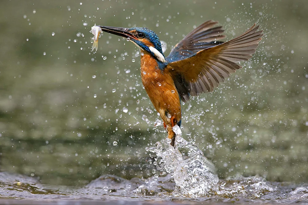 Vogelangler
