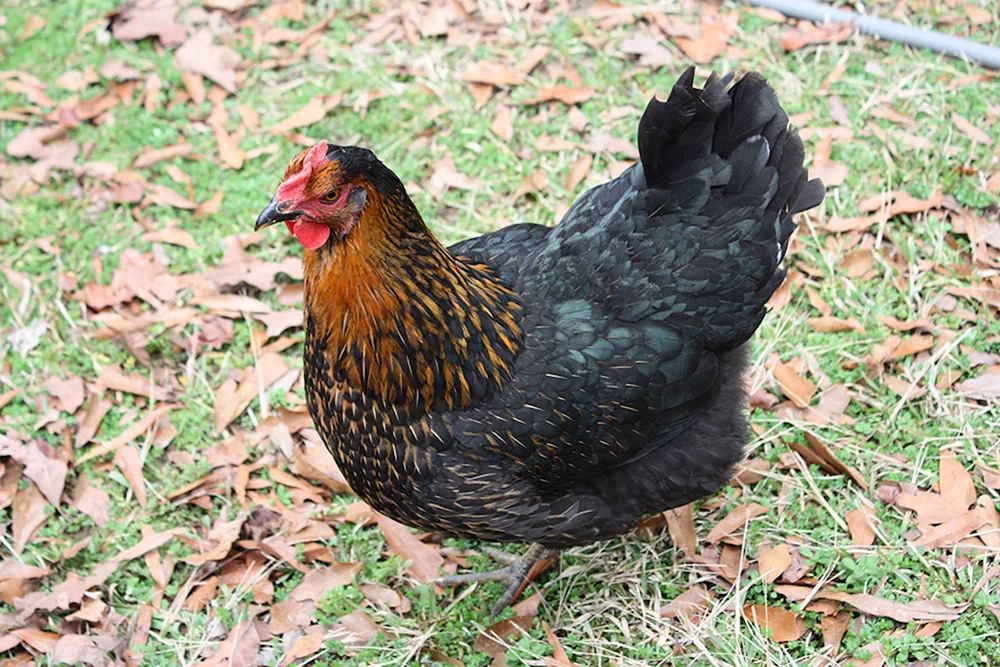 Rasse Ayam Tsemani