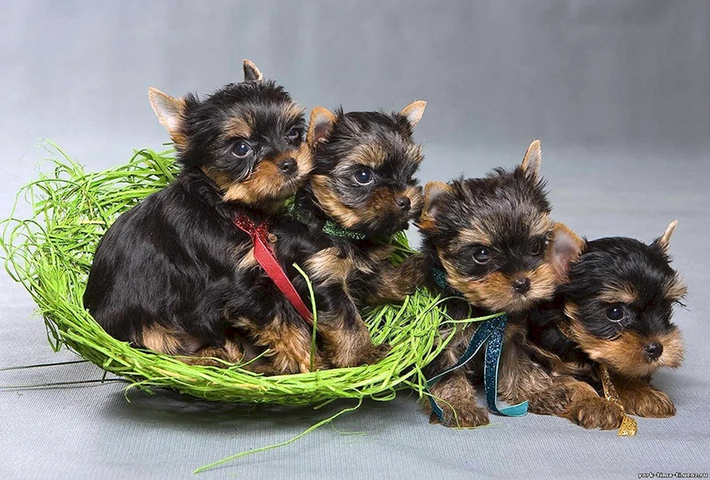 Yorkshire Terrier mini