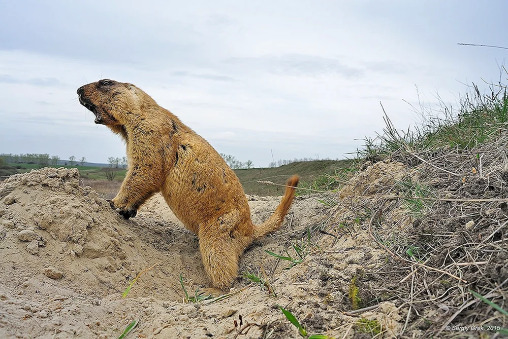 Steppenmurmeltier Marmota Bobak
