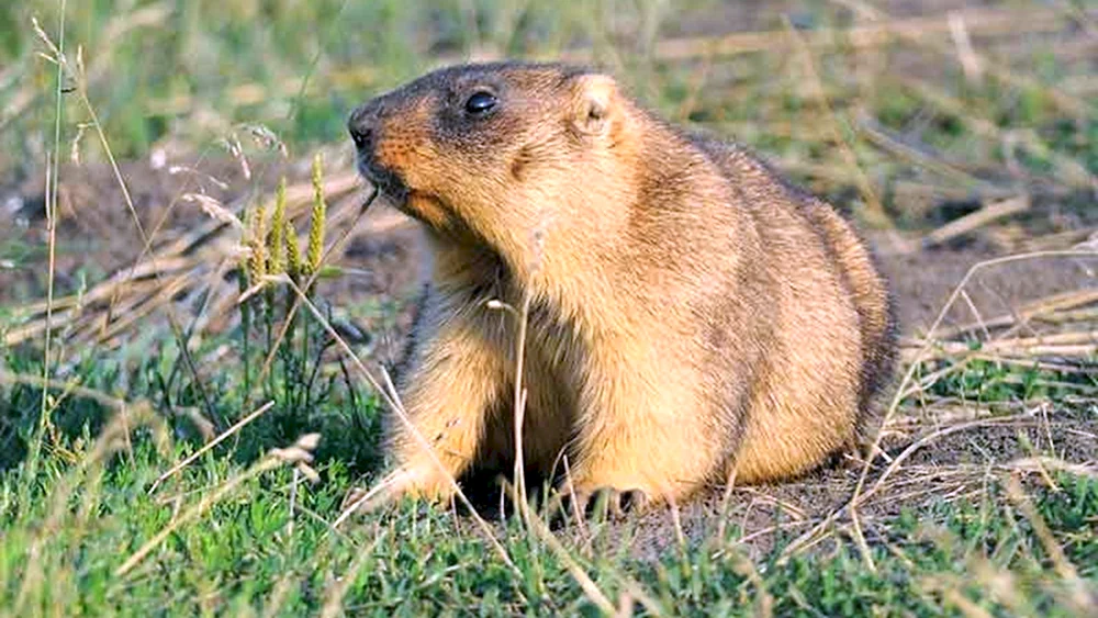 Tarbagan Mongolisches Murmeltier