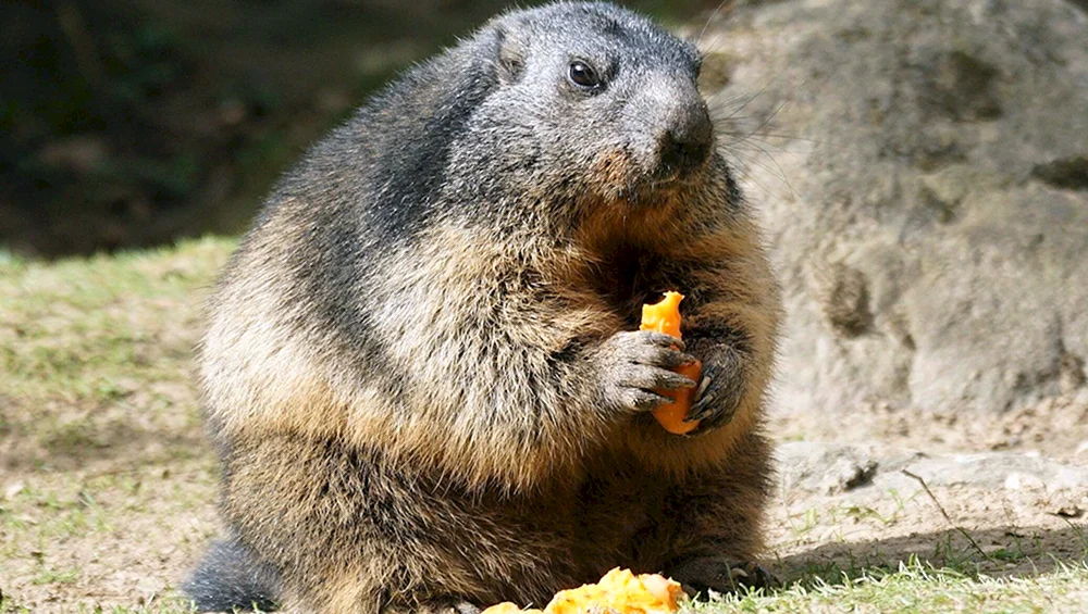 Alpenmurmeltier Marmota Bobak