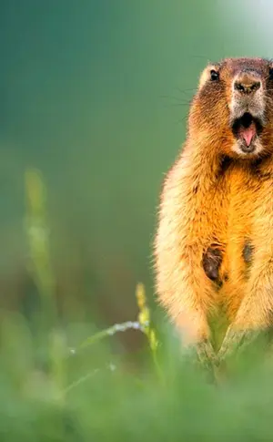Murmeltier Baibak Murmeltier Baibak Murmeltier Baibak Murmeltier Baibak Murmeltier Baibak Murmeltier Baibak Murmeltier Baibak Murmeltier Baibak Murmeltier Baibak Murmeltier Baibak Murmeltier Baibak Murmeltier Marmota Bobak