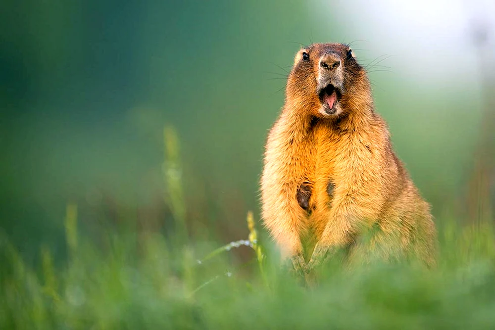 Murmeltier Baibak Murmeltier Baibak Murmeltier Baibak Murmeltier Baibak Murmeltier Baibak Murmeltier Baibak Murmeltier Baibak Murmeltier Baibak Murmeltier Baibak Murmeltier Baibak Murmeltier Baibak Murmeltier Marmota Bobak