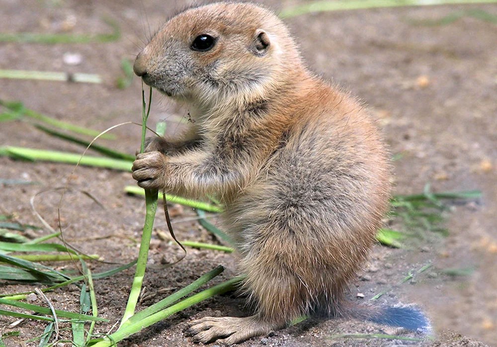Gopher gofer