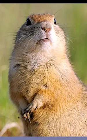 Steppengopher
