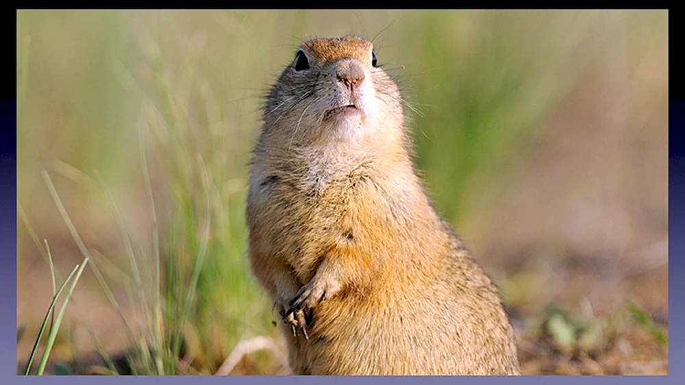 Steppengopher