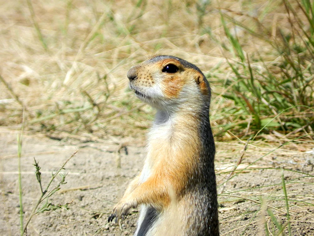 Steppengopher