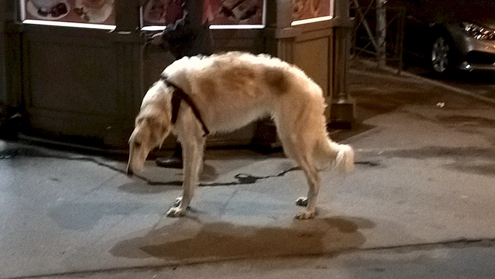 Slouchy Schäferhund.