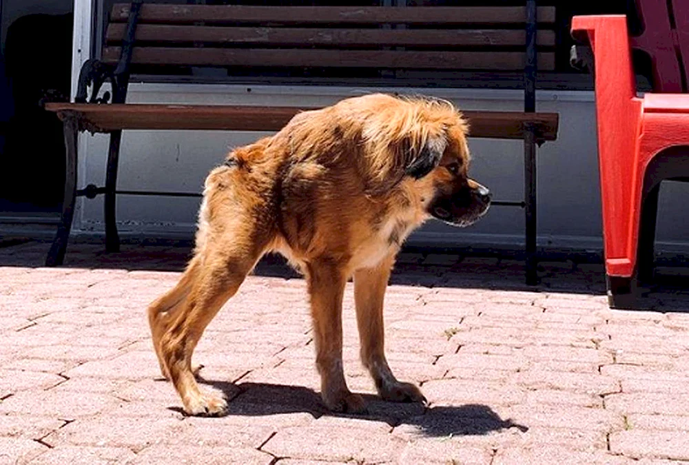 Schlabberiger Deutscher Schäferhund