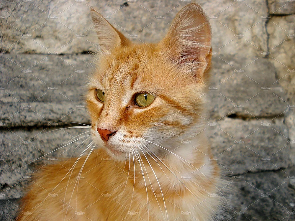Hellrote Katze