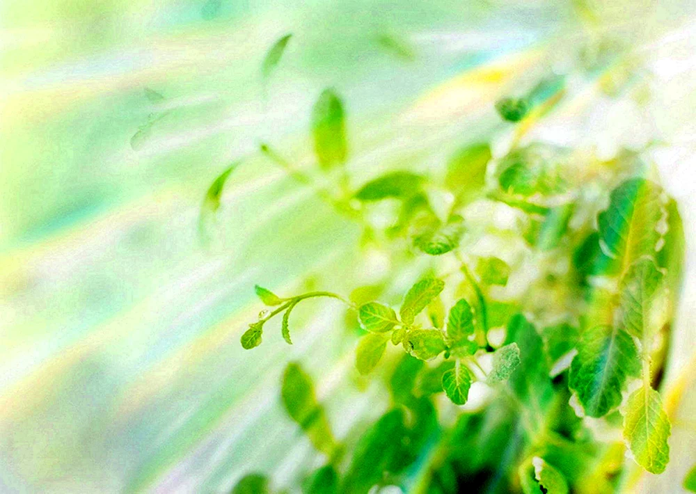 Grüner Hintergrund