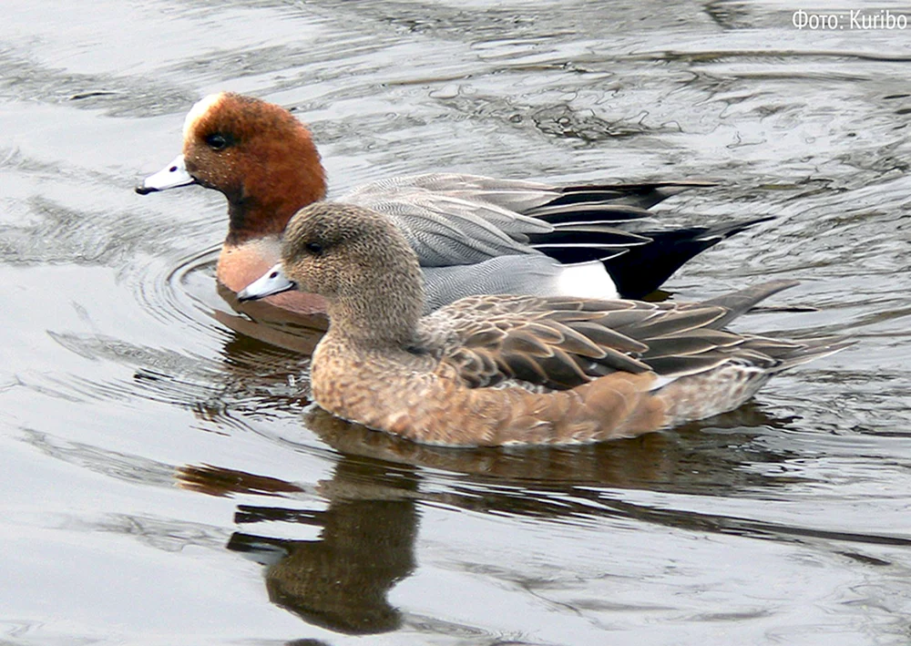 Wasservogel Stockente