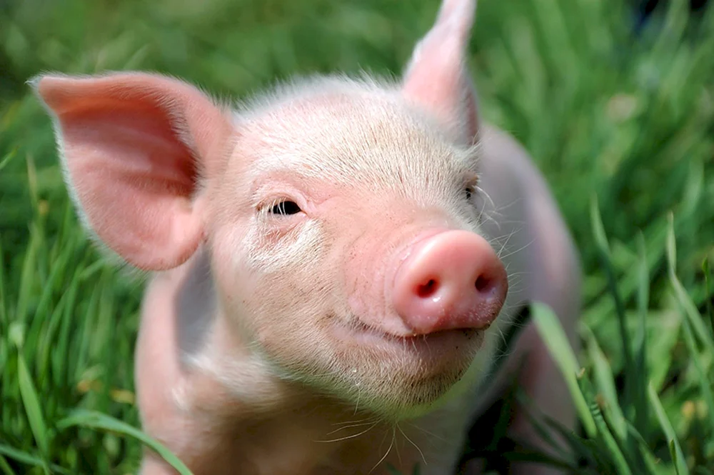 Piggy Minischwein