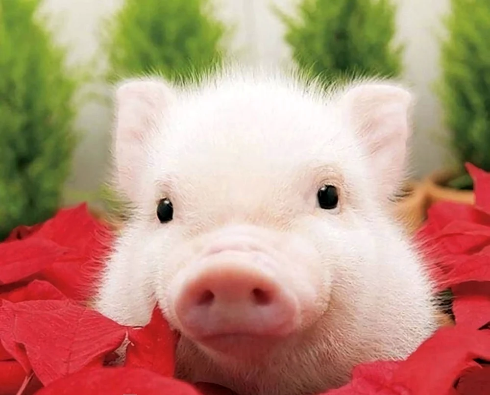 Piggy Minischwein